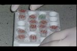Sekcja Biotechnologii Rozrodu Zwierząt