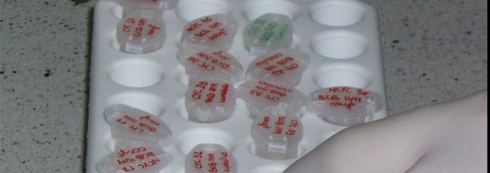 Sekcja Biotechnologii Rozrodu Zwierząt