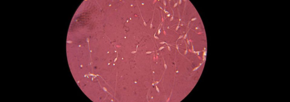 Sekcja Biotechnologii Rozrodu Zwierząt