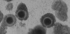 Sekcja Biotechnologii Rozrodu Zwierząt