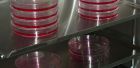 Sekcja Biotechnologii Rozrodu Zwierząt