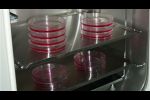 Sekcja Biotechnologii Rozrodu Zwierząt