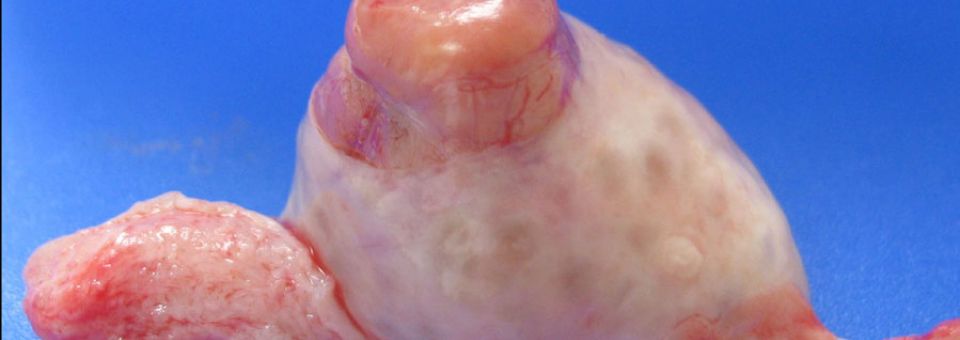Sekcja Biotechnologii Rozrodu Zwierząt