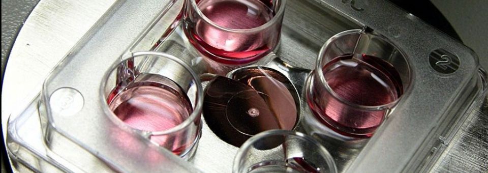 Sekcja Biotechnologii Rozrodu Zwierząt